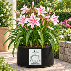 Crinum Lily flowering bulbs pack of 5 – perennial ornamental flower bulbs for garden beds large grow bags and containers in Pakistan