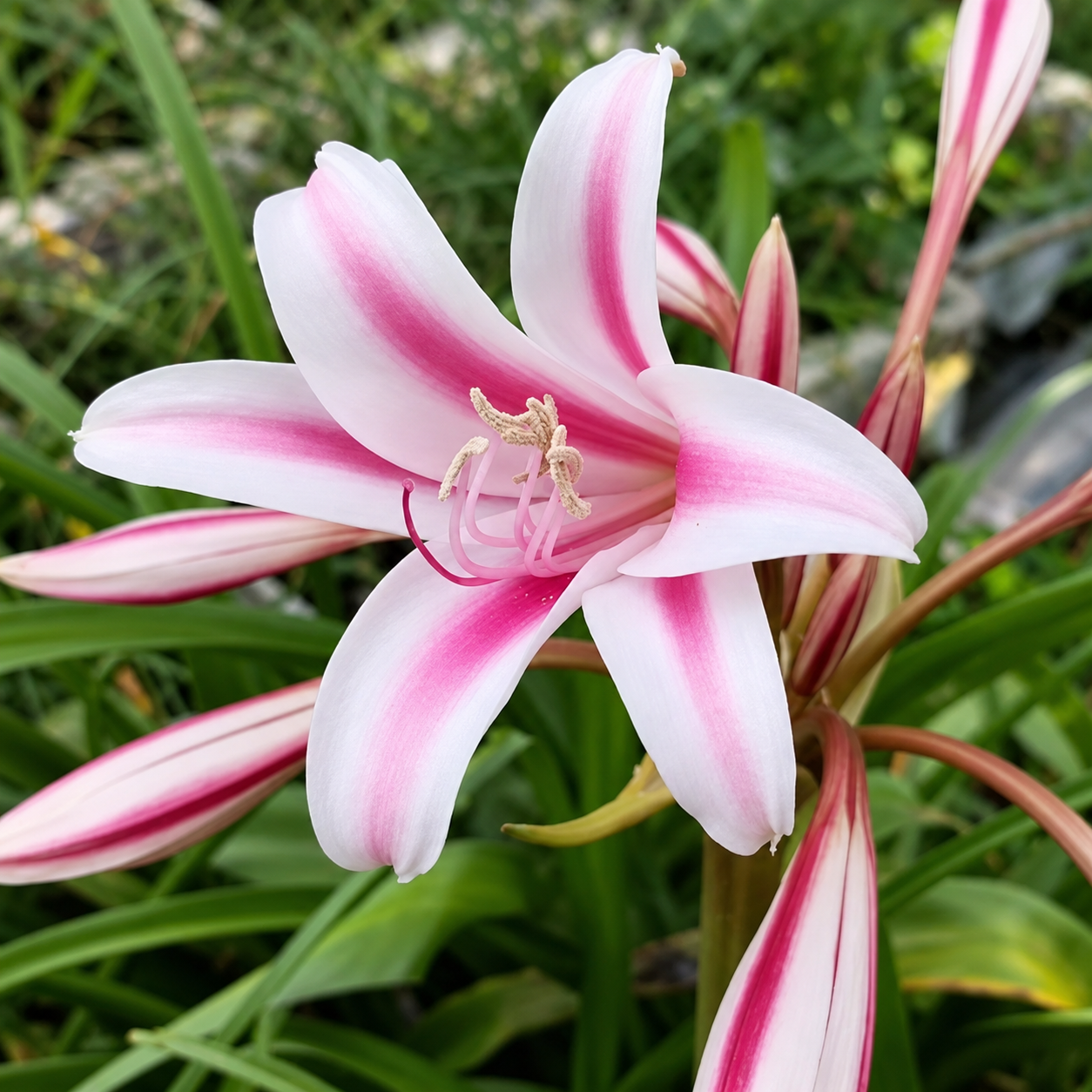 Crinum Lily flowering bulbs pack of 5 – perennial ornamental flower bulbs for garden beds large grow bags and containers in Pakistan