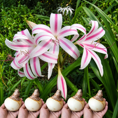 Crinum Lily flowering bulbs pack of 5 – perennial ornamental flower bulbs for garden beds large grow bags and containers in Pakistan