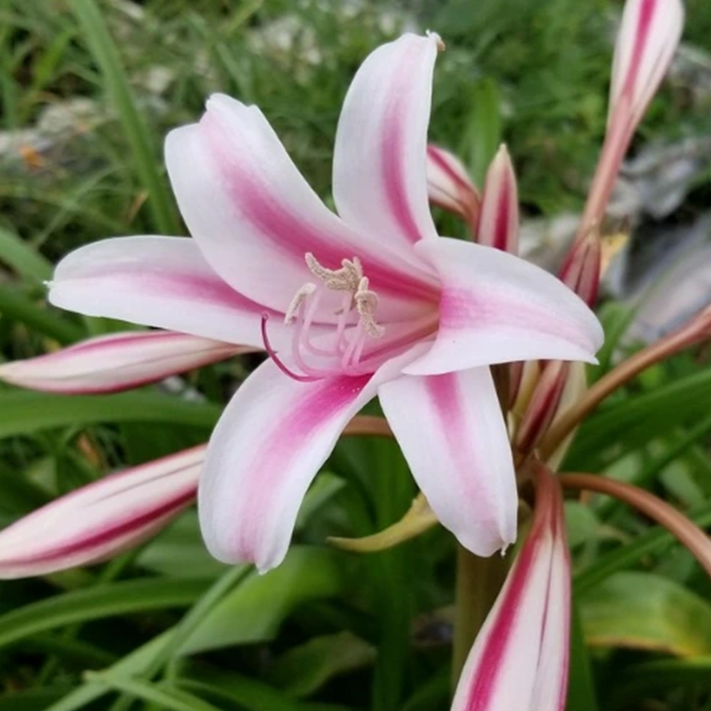 Crinum Lily - SPECIAL OFFER (Pack of 5 Bulbs)