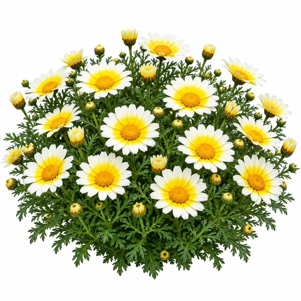 Crown Daisy Chrysanthemum coronarium with yellow and yellow-white daisy-like flowers – winter flower seeds for gardens and grow bags in Pakistan