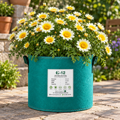Crown Daisy Chrysanthemum coronarium with yellow and yellow-white daisy-like flowers – winter flower seeds for gardens and grow bags in Pakistan