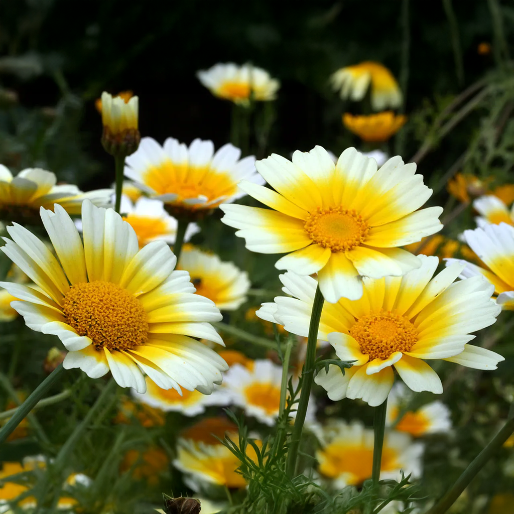 Crown Daisy Seeds (Chrysanthemum coronarium) – Mix