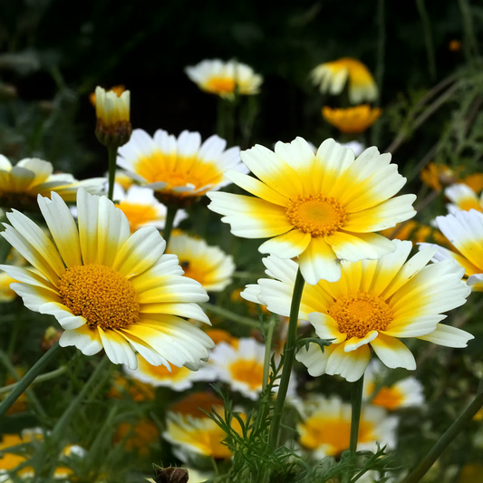 Crown Daisy Seeds (Chrysanthemum coronarium) – Mix