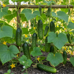 Fresh young Favorite pickling cucumbers growing on a vigorous green vine – Azerbaijani cucumber seeds for home gardening in Pakistan