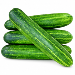 Fresh green F1 hybrid desi cucumbers growing on a healthy climbing vine – cucumber seeds for home and kitchen gardening in Pakistan