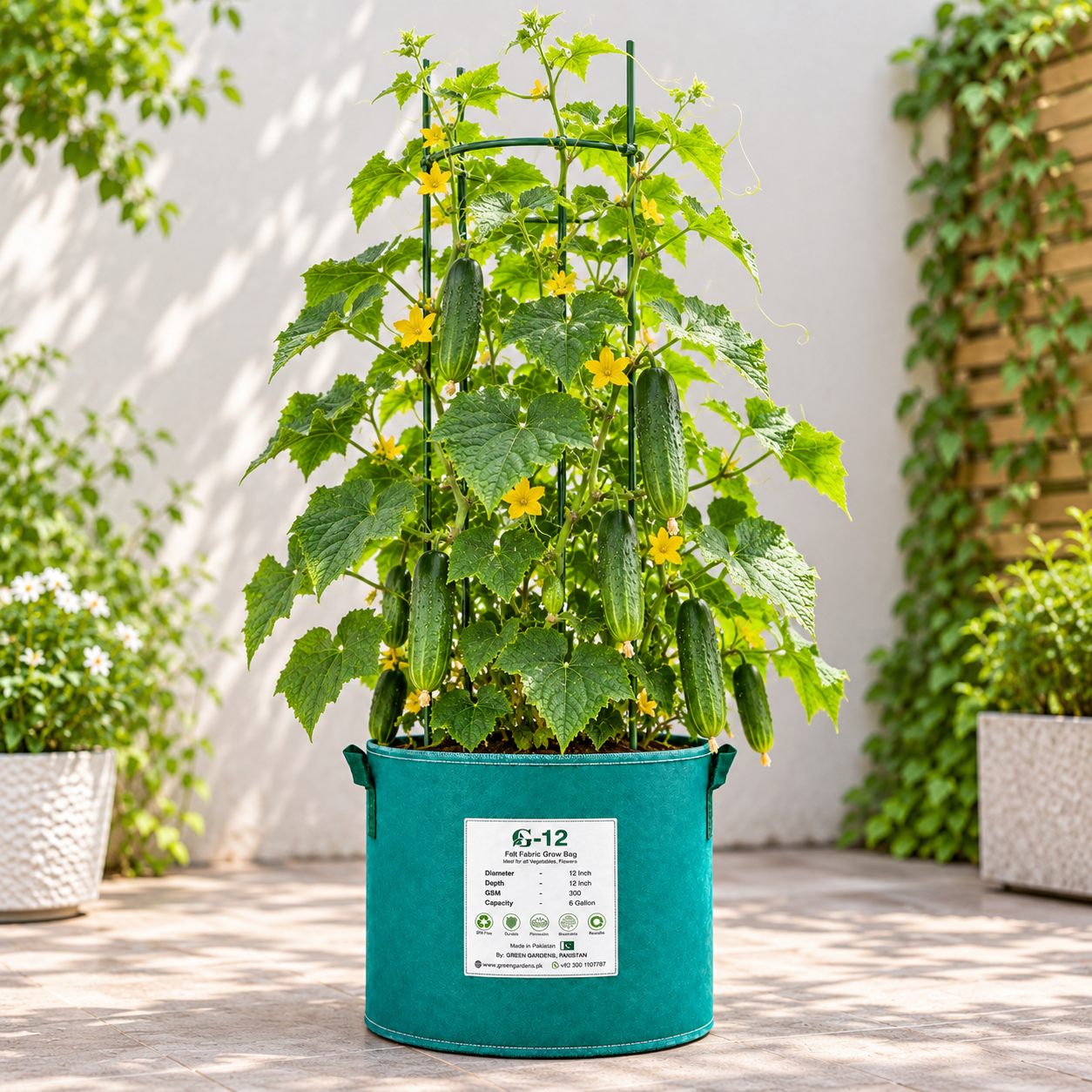 Fresh green F1 hybrid desi cucumbers growing on a healthy climbing vine – cucumber seeds for home and kitchen gardening in Pakistan