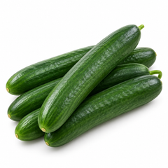 Dark green glossy PARAS F1 parthenocarpic cucumbers growing on a vigorous trellised vine – high-yield cucumber seeds in Pakistan