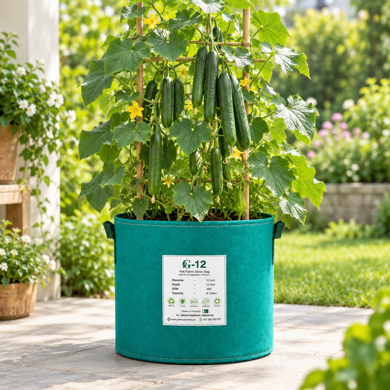 Dark green glossy PARAS F1 parthenocarpic cucumbers growing on a vigorous trellised vine – high-yield cucumber seeds in Pakistan
