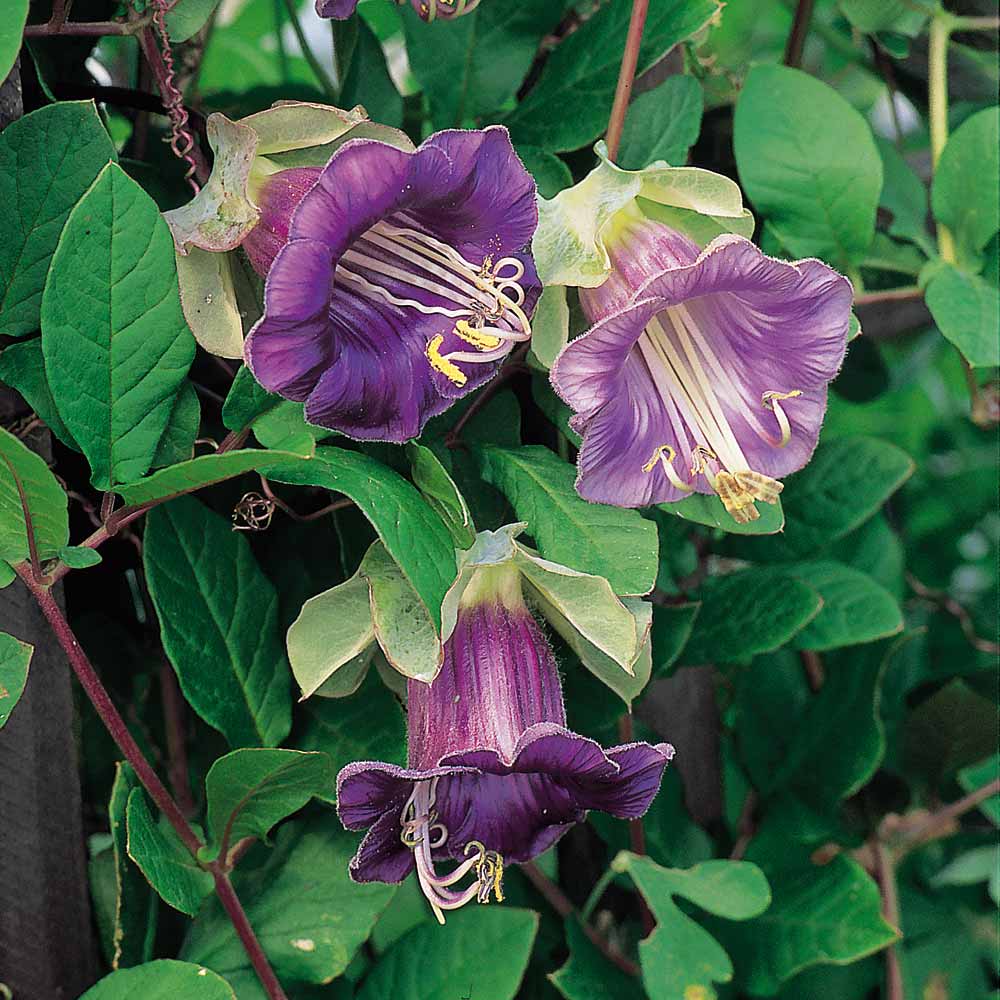 Cup and Saucer Vine Seeds, (Cobaea Scandens)