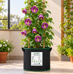 Purple Cup and Saucer Vine Cobaea scandens perennial climber with violet-purple bell-shaped flowers and green saucer-like calyces growing on a sturdy garden trellis