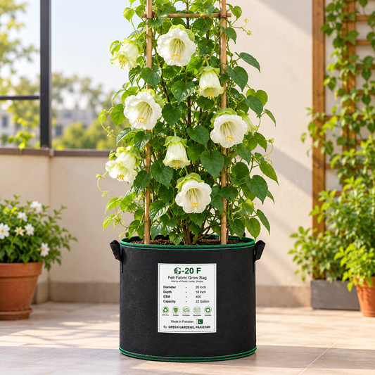 White Alba Cup and Saucer Vine Cobaea scandens perennial climber with elegant creamy-white bell-shaped flowers and green saucer-like calyces growing on a garden trellis