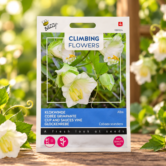 White Alba Cup and Saucer Vine Cobaea scandens perennial climber with elegant creamy-white bell-shaped flowers and green saucer-like calyces growing on a garden trellis