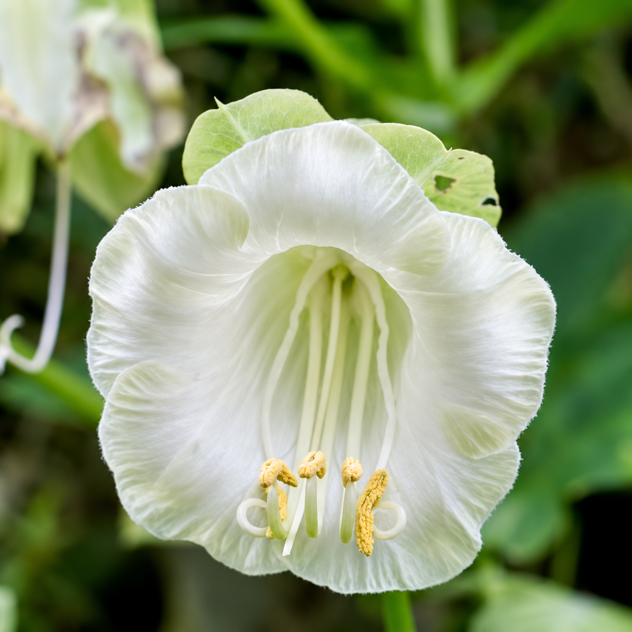 White Alba Cup and Saucer Vine Cobaea scandens perennial climber with elegant creamy-white bell-shaped flowers and green saucer-like calyces growing on a garden trellis