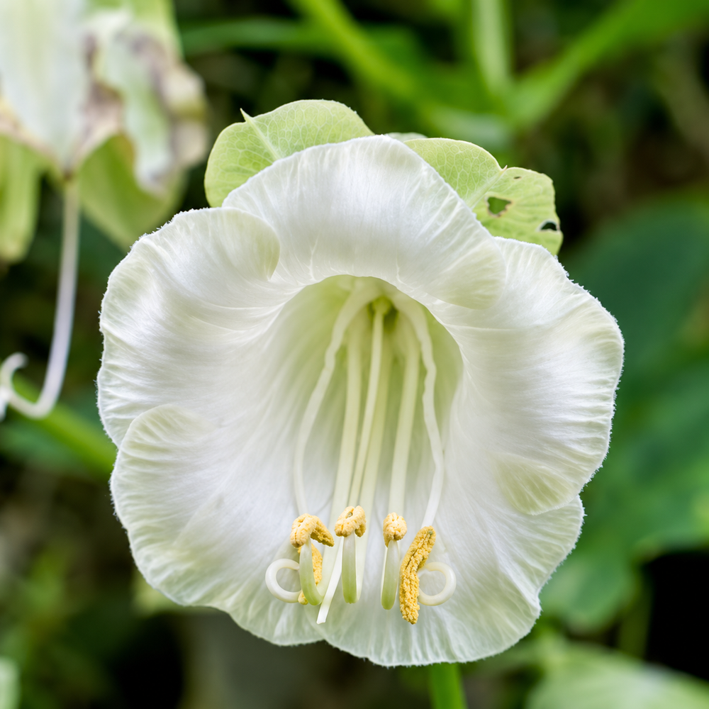 White Alba Cup and Saucer Vine Cobaea scandens perennial climber with elegant creamy-white bell-shaped flowers and green saucer-like calyces growing on a garden trellis