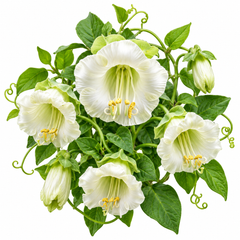 White Alba Cup and Saucer Vine Cobaea scandens perennial climber with elegant creamy-white bell-shaped flowers and green saucer-like calyces growing on a garden trellis