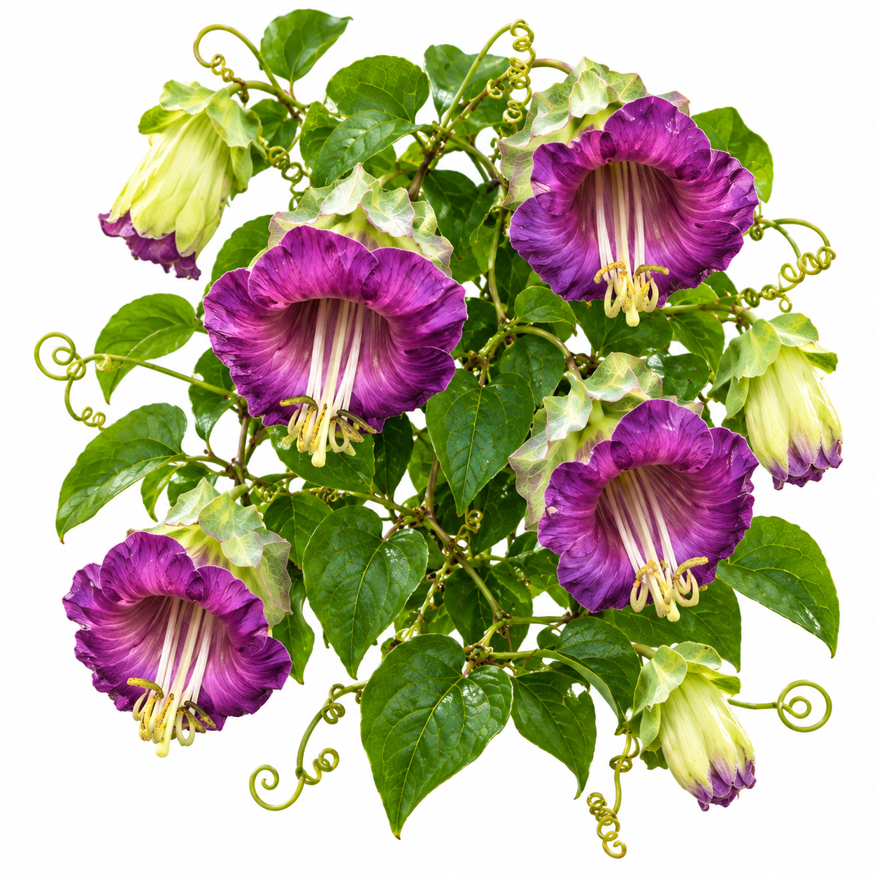 Cup and Saucer Vine Cobaea scandens with large violet-purple bell-shaped flowers and saucer-like calyx climbing on trellis – summer vine seeds in Pakistan