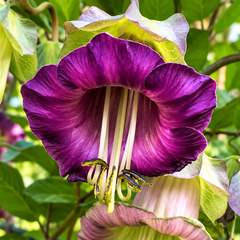 Cup and Saucer Vine Cobaea scandens with large violet-purple bell-shaped flowers and saucer-like calyx climbing on trellis – summer vine seeds in Pakistan
