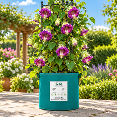 Cup and Saucer Vine Cobaea scandens with large violet-purple bell-shaped flowers and saucer-like calyx climbing on trellis – summer vine seeds in Pakistan