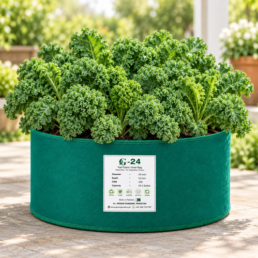 Healthy Curly Kale plant with dark-green tightly curled leaves – nutritious leafy kale seeds for home and kitchen gardening in Pakistan