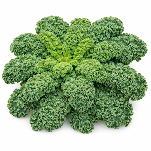 Curly Kale Seeds (Herb) {SUMMER}