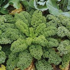 Curly Kale Seeds (Herb) {SUMMER}