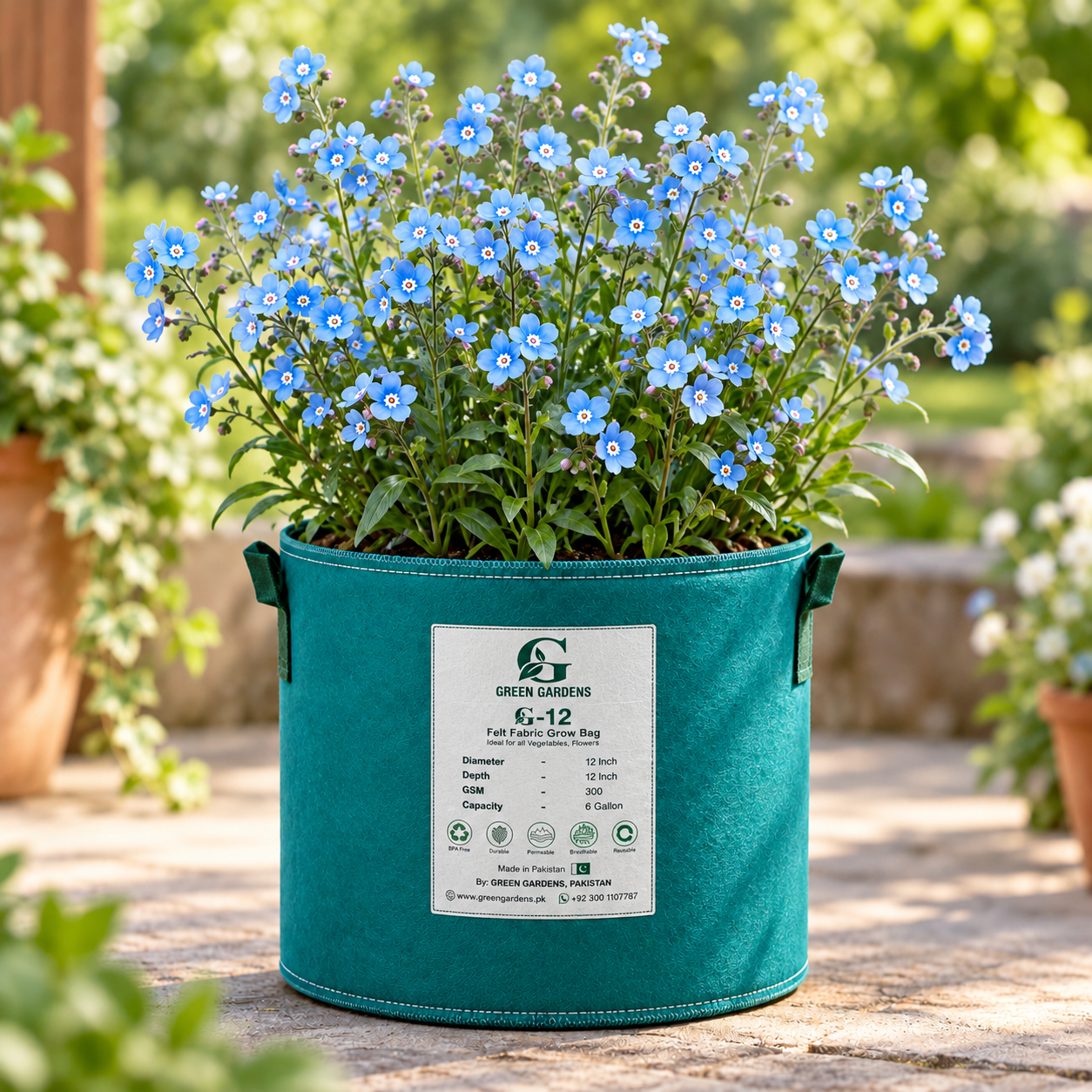 Cynoglossum amabile Chinese Forget-Me-Not with delicate blue flower sprays – winter flower seeds for pots beds borders and grow bags in Pakistan