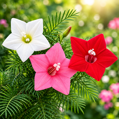 Cypress Vine Mix Ipomoea quamoclit with red pink and white star-shaped flowers and fine fern-like foliage climbing on trellis – summer vine seeds in Pakistan