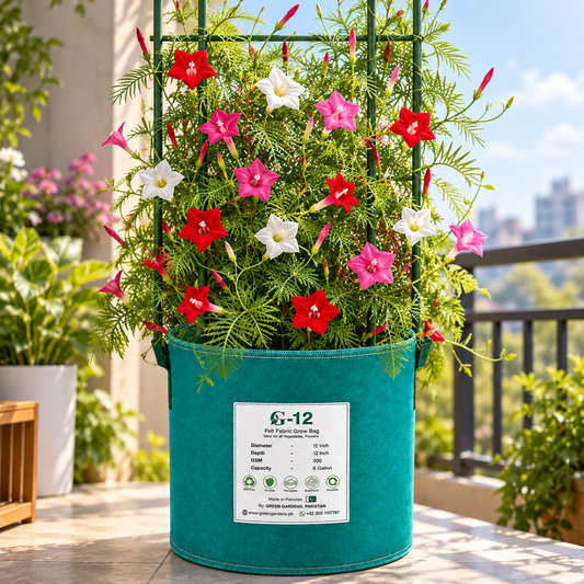 Cypress Vine Mix Ipomoea quamoclit with red pink and white star-shaped flowers and fine fern-like foliage climbing on trellis – summer vine seeds in Pakistan