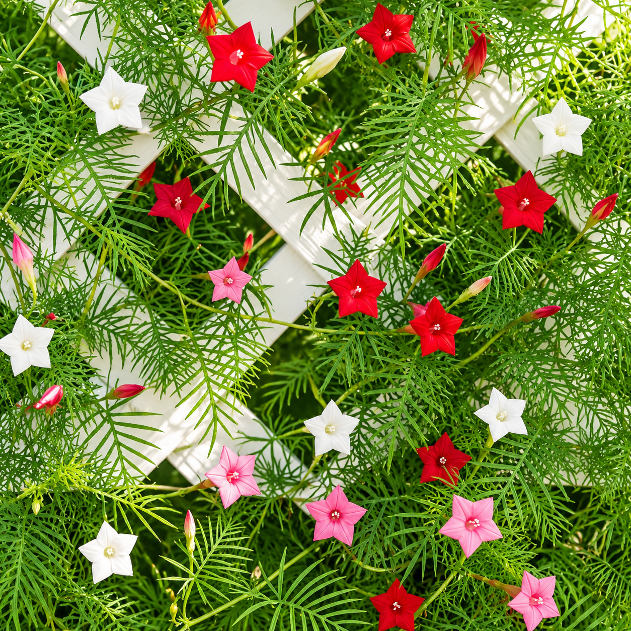 Cypress Vine Mix Ipomoea quamoclit with red pink and white star-shaped flowers and fine fern-like foliage climbing on trellis – summer vine seeds in Pakistan