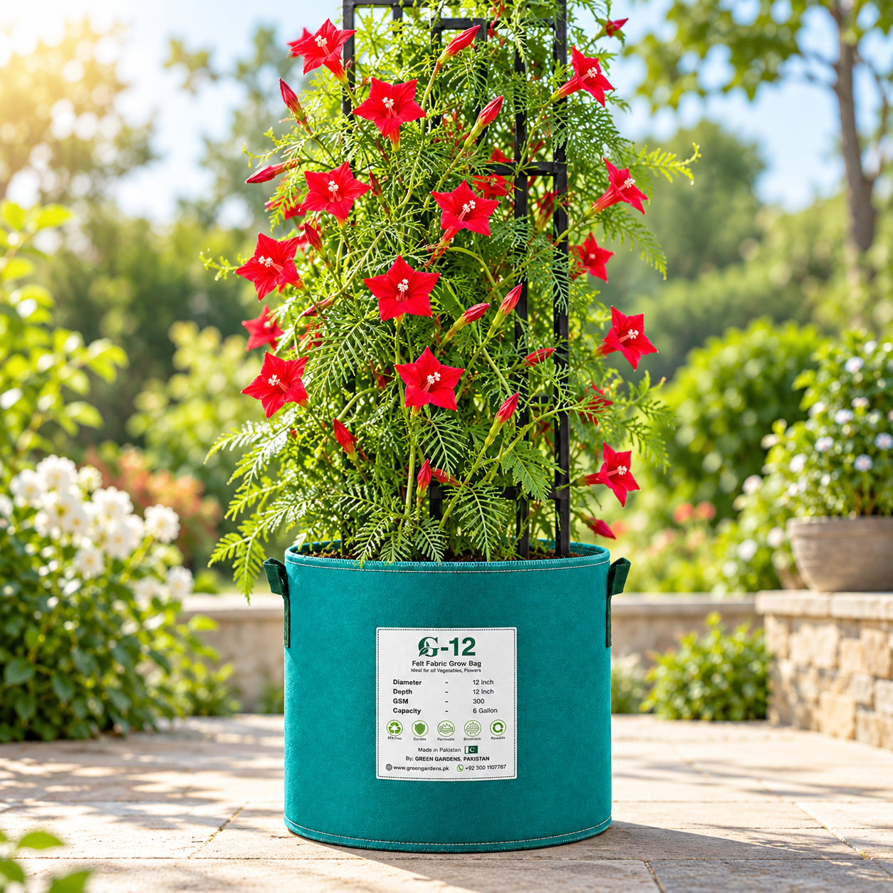 Red Cypress Vine Ipomoea quamoclit with brilliant scarlet-red star-shaped flowers and fine fern-like foliage climbing on trellis – summer vine seeds in Pakistan