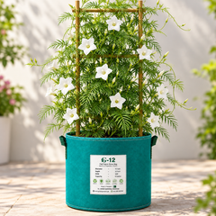 White Cypress Vine Ipomoea quamoclit with delicate white star-shaped flowers and fine fern-like foliage climbing on trellis – summer vine seeds in Pakistan