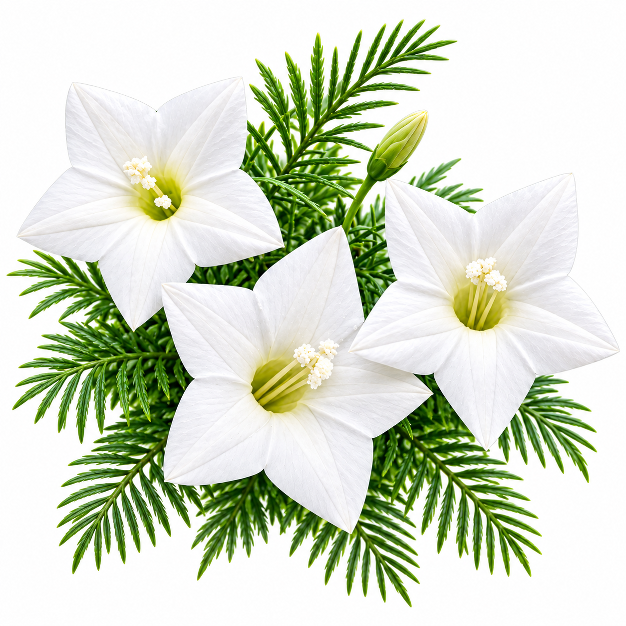 White Cypress Vine Ipomoea quamoclit with delicate white star-shaped flowers and fine fern-like foliage climbing on trellis – summer vine seeds in Pakistan