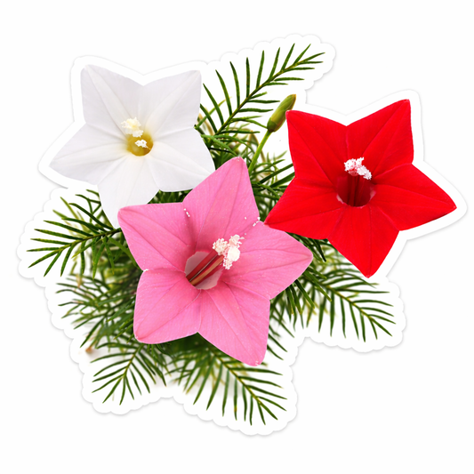 Cypress Vine Seeds - Mix (Summer) عشق پیچاں