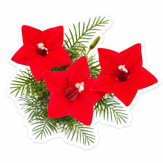 Cypress Vine Seeds - Red (Summer) عشق پیچاں