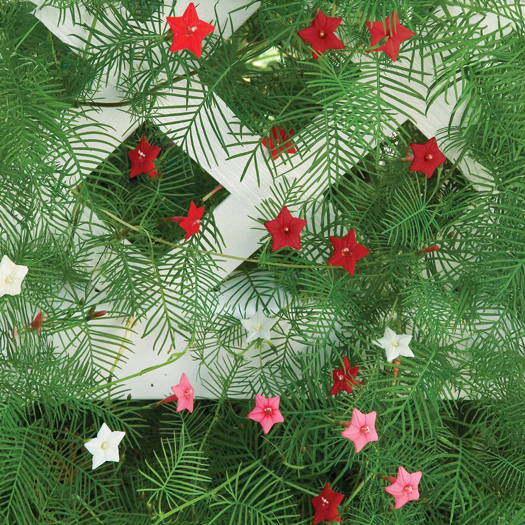 Cypress Vine Seeds - Mix (Summer) عشق پیچاں