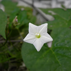 Cypress Vine Seeds - White (Summer) عشق پیچاں