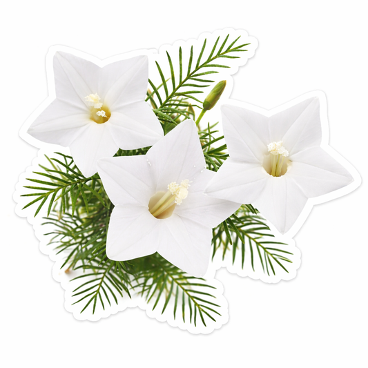Cypress Vine Seeds - White (Summer) عشق پیچاں