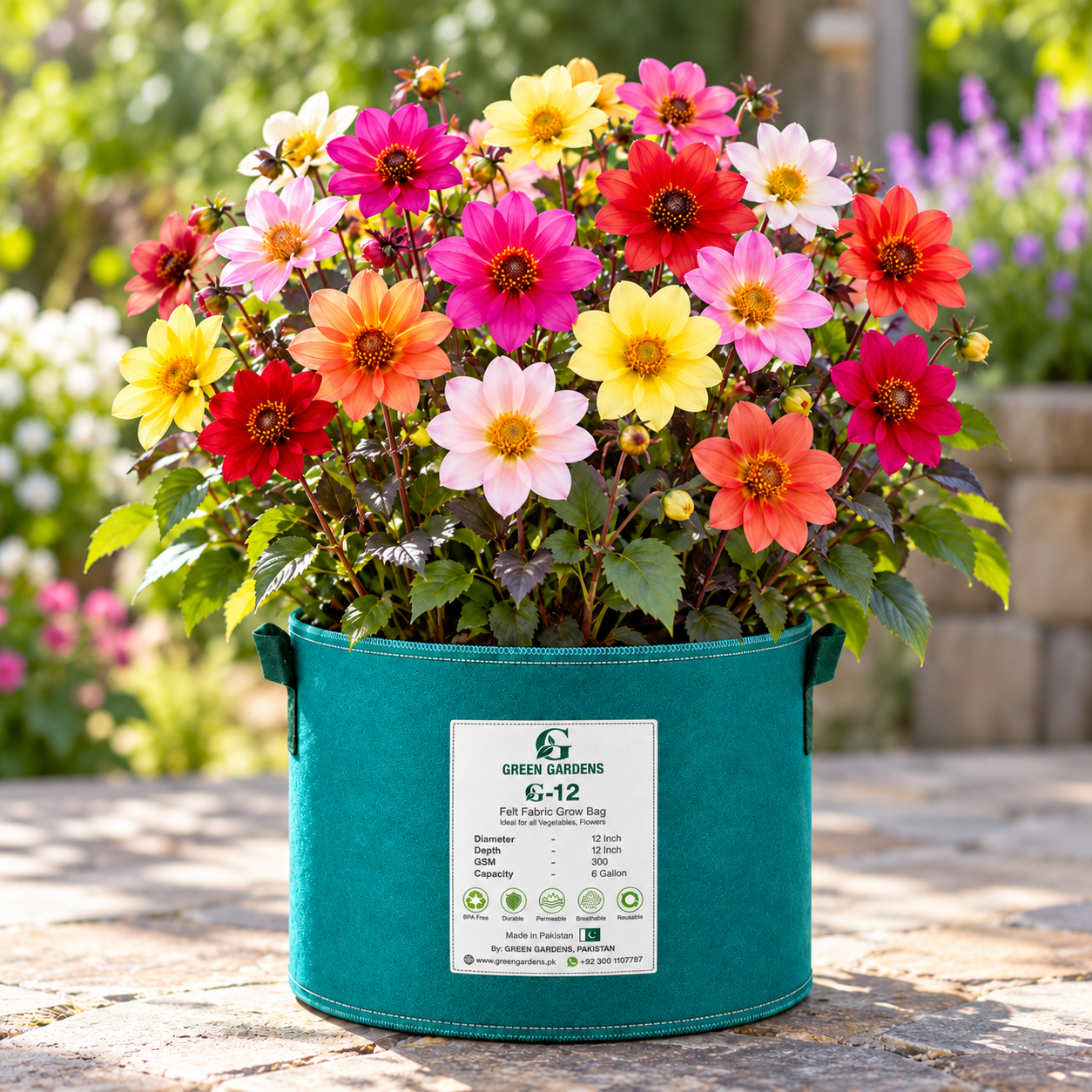 Dahlia Happy Single Mix with colourful single open flowers, contrasting centres and decorative foliage – winter flower seeds for pots beds borders and grow bags in Pakistan