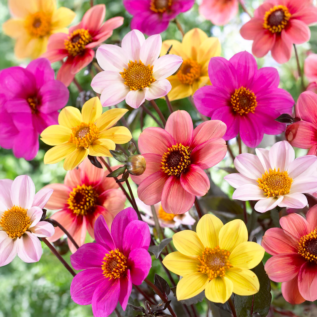 Dahlia Seeds Mix Colours - Happy Single ڈھیلیا