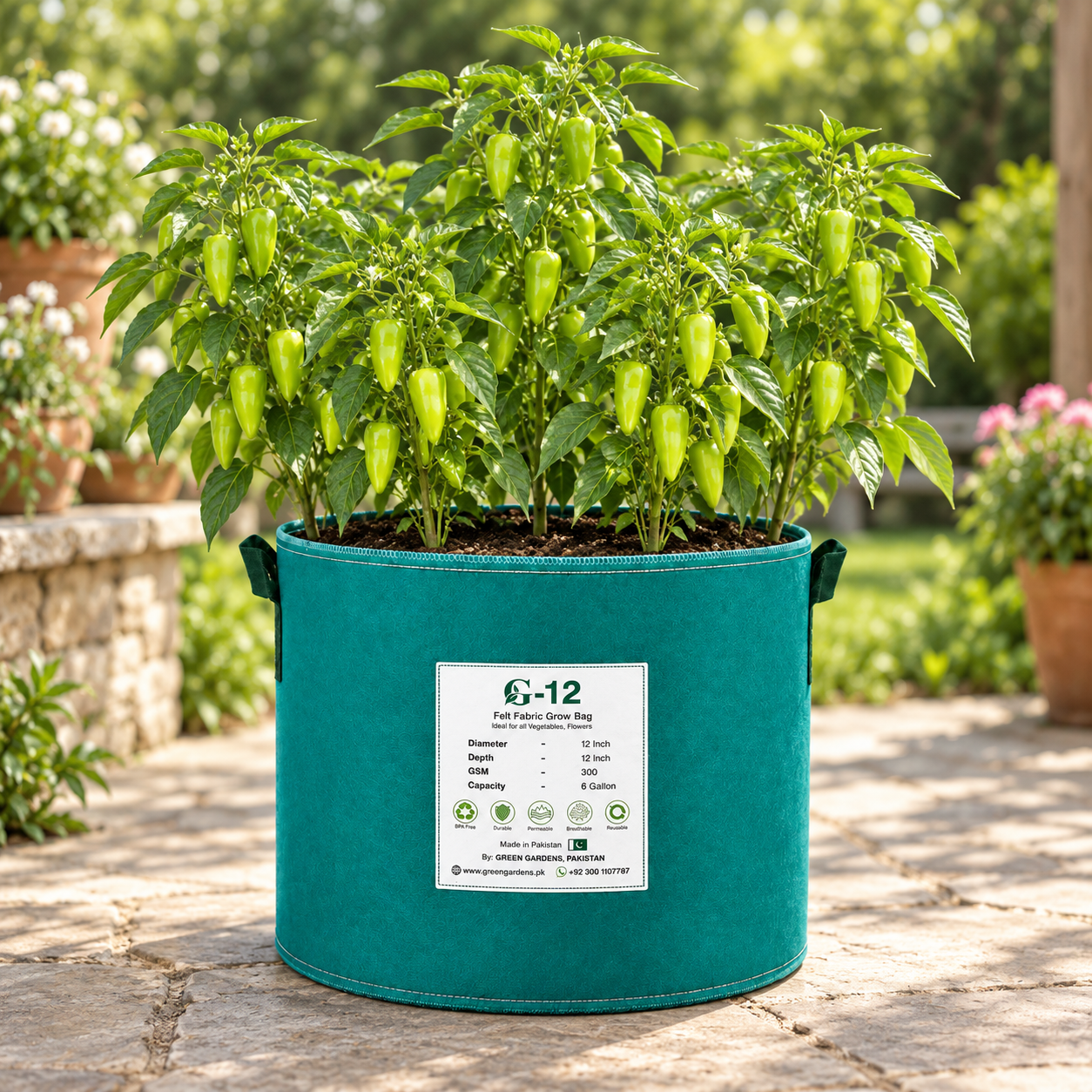 Fresh Desi green chillies growing on a healthy branching plant – Hari Mirch seeds for home and kitchen gardening in Pakistan