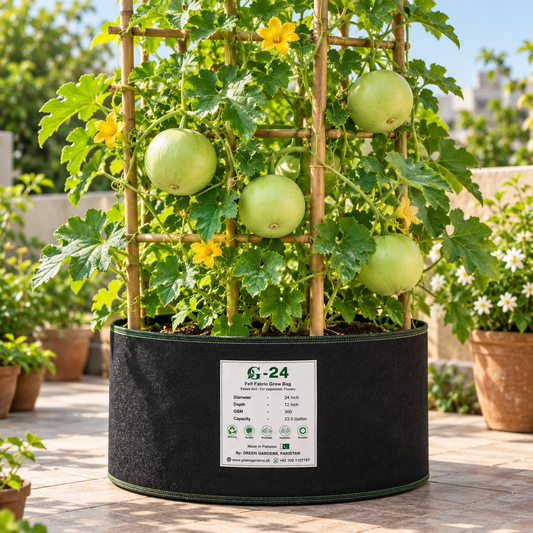 Desi Tinda Light Green Apple Gourd with round tender light-green fruits growing among healthy green leaves and spreading vines – summer vegetable seeds for kitchen gardens and grow bags Pakistan