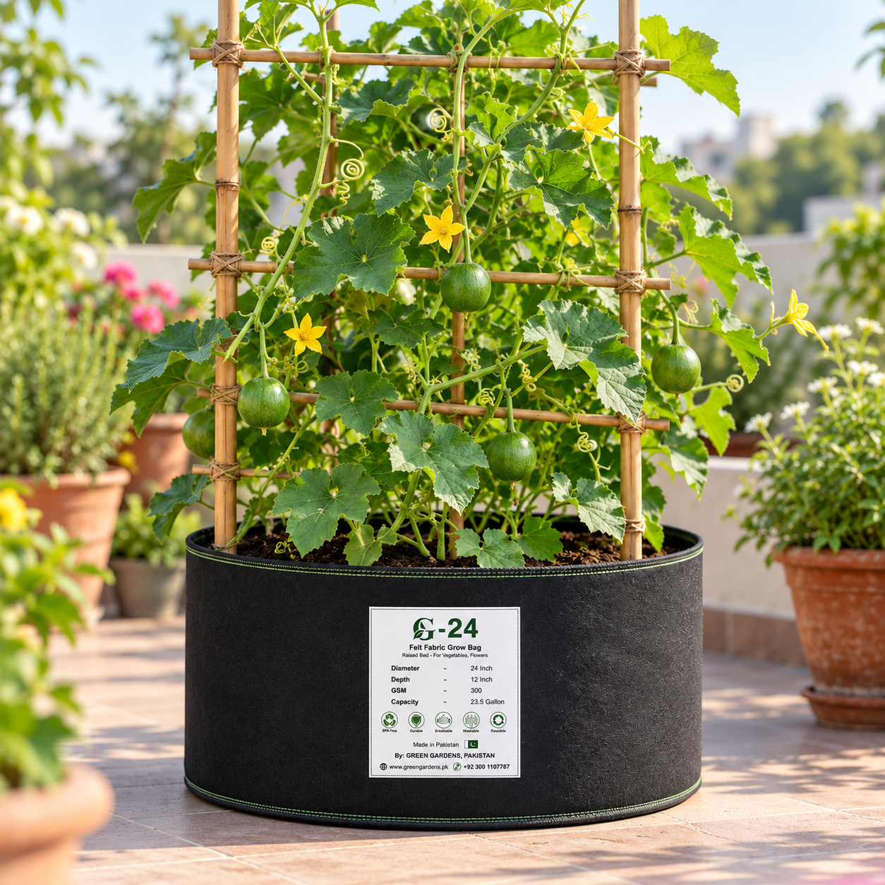 Desi Tinda Dark Green Apple Gourd with round deep-green tender fruits growing among healthy green leaves and spreading vines – summer vegetable seeds for kitchen gardens and grow bags Pakistan