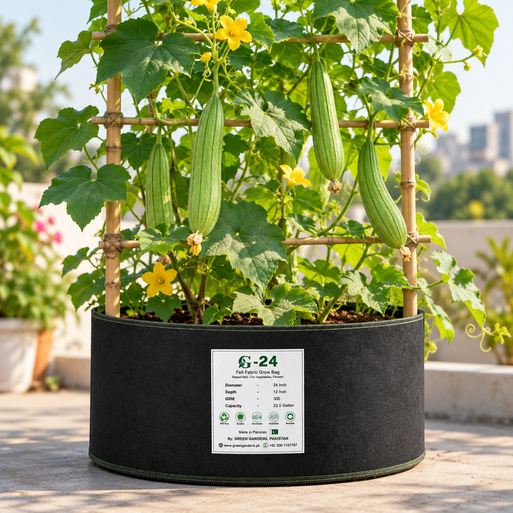 Desi Tori Sponge Gourd with elongated smooth light-green tender fruits hanging from healthy climbing vines – summer vegetable seeds for kitchen gardens trellises and grow bags Pakistan