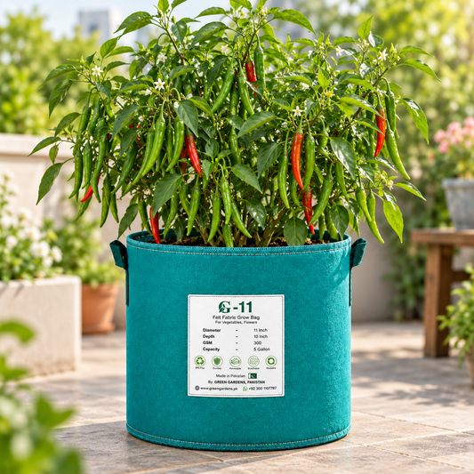 Desi Green Chilli with long slim fresh green fruits – chilli seeds for kitchen gardening in Pakistan