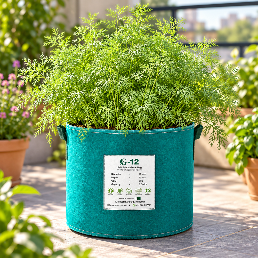 Fresh fragrant Dill Nano Dwarf leaves for salads, sauces and winter kitchen gardens