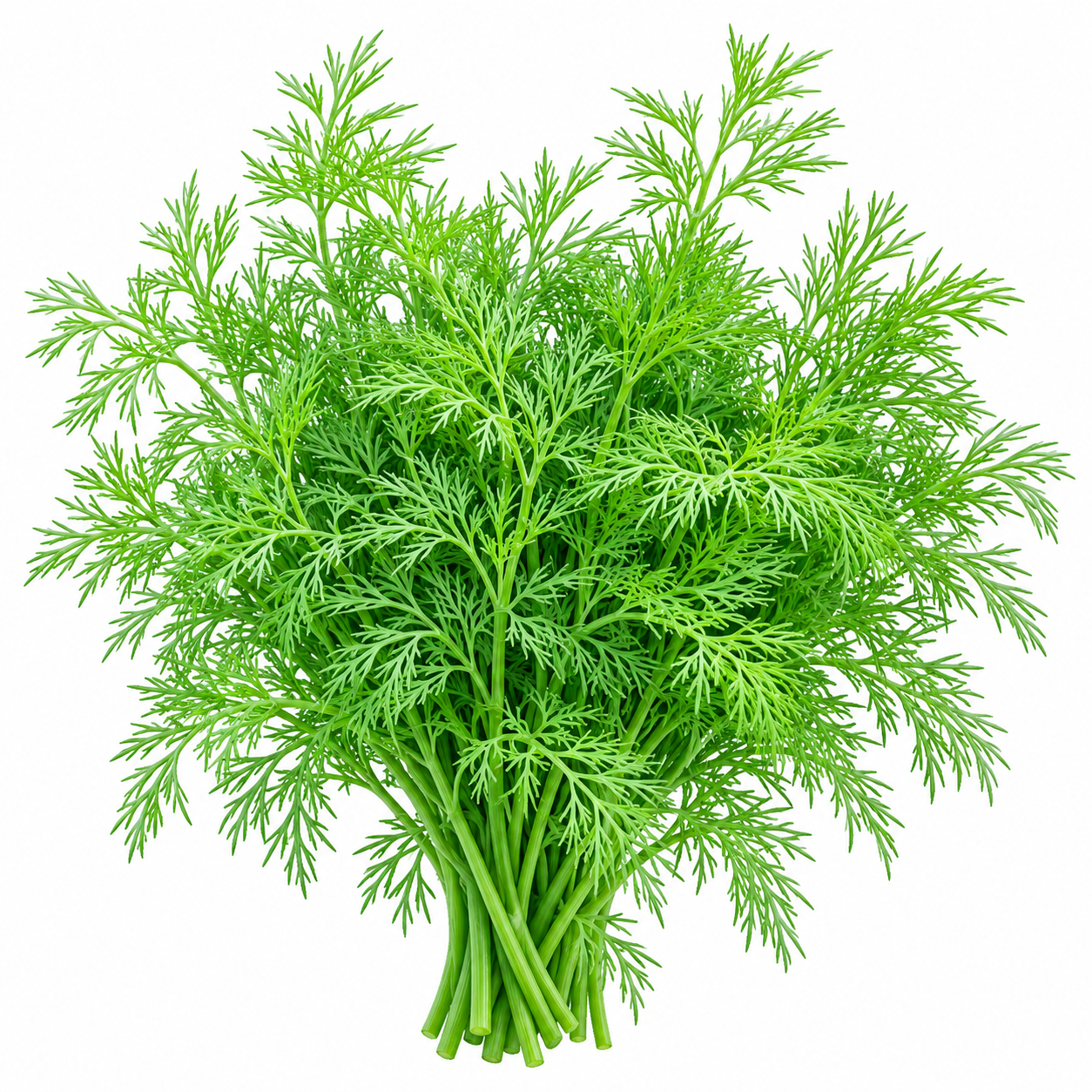 Dill Nano Dwarf (Anethum graveolens) culinary herb seed variety for winter sowing in Pakistan