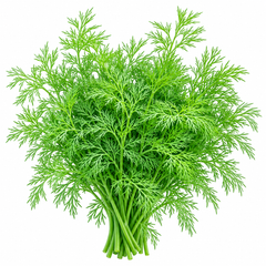 Dill Nano Dwarf (Anethum graveolens) culinary herb seed variety for winter sowing in Pakistan