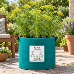 Healthy green dill plant with fine feathery aromatic leaves – Soya herb seeds for winter kitchen gardening in Pakistan