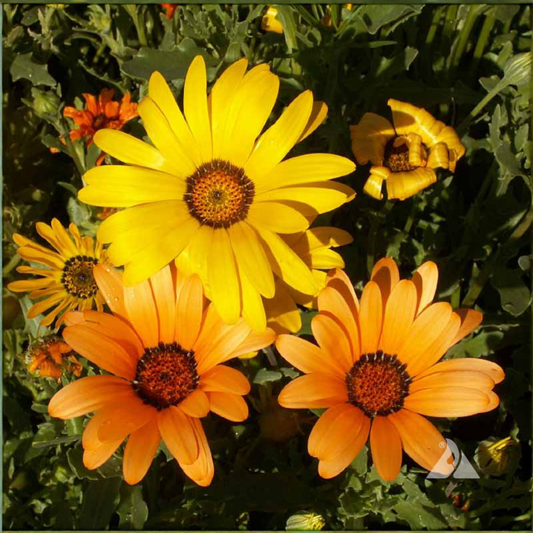 Dimore Seeds - African Daisy (Winter)